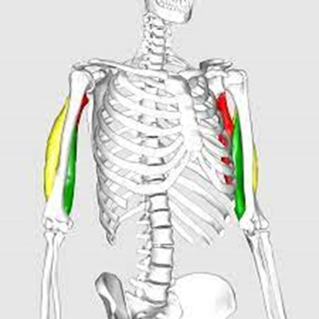 One of the best bodyweight exercises, the skullcrusher isolates the triceps and builds excellent long head strength