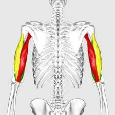 illustration of a tricep muscle