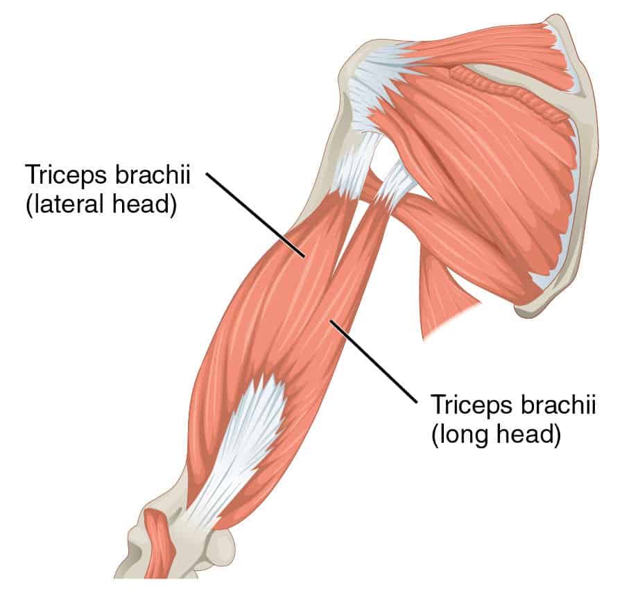 Triceps brachii illustration that shows lateral and long head